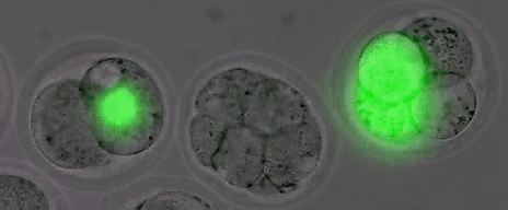 GFP-labelled early mouse embryos