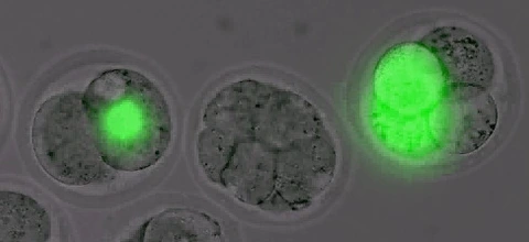 GFP-labelled early mouse embryos