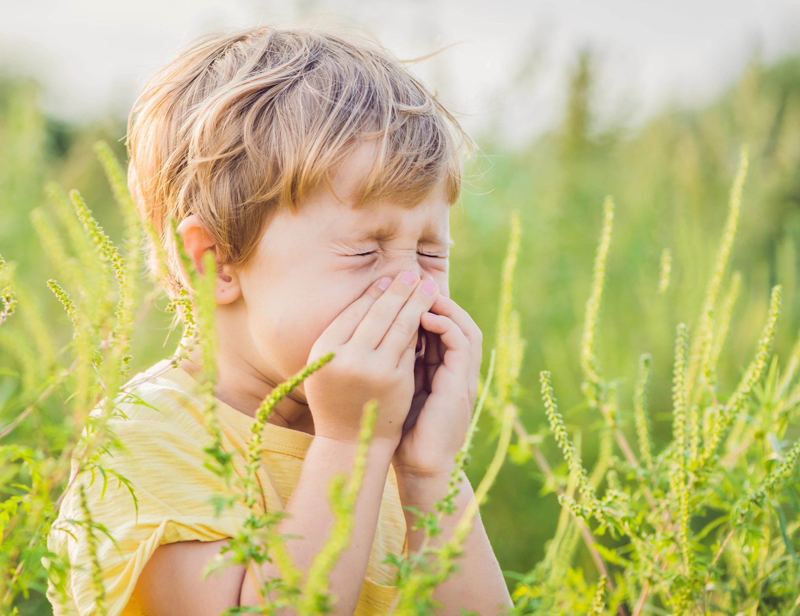 Junge niest wegen Allergie auf Ambrosia