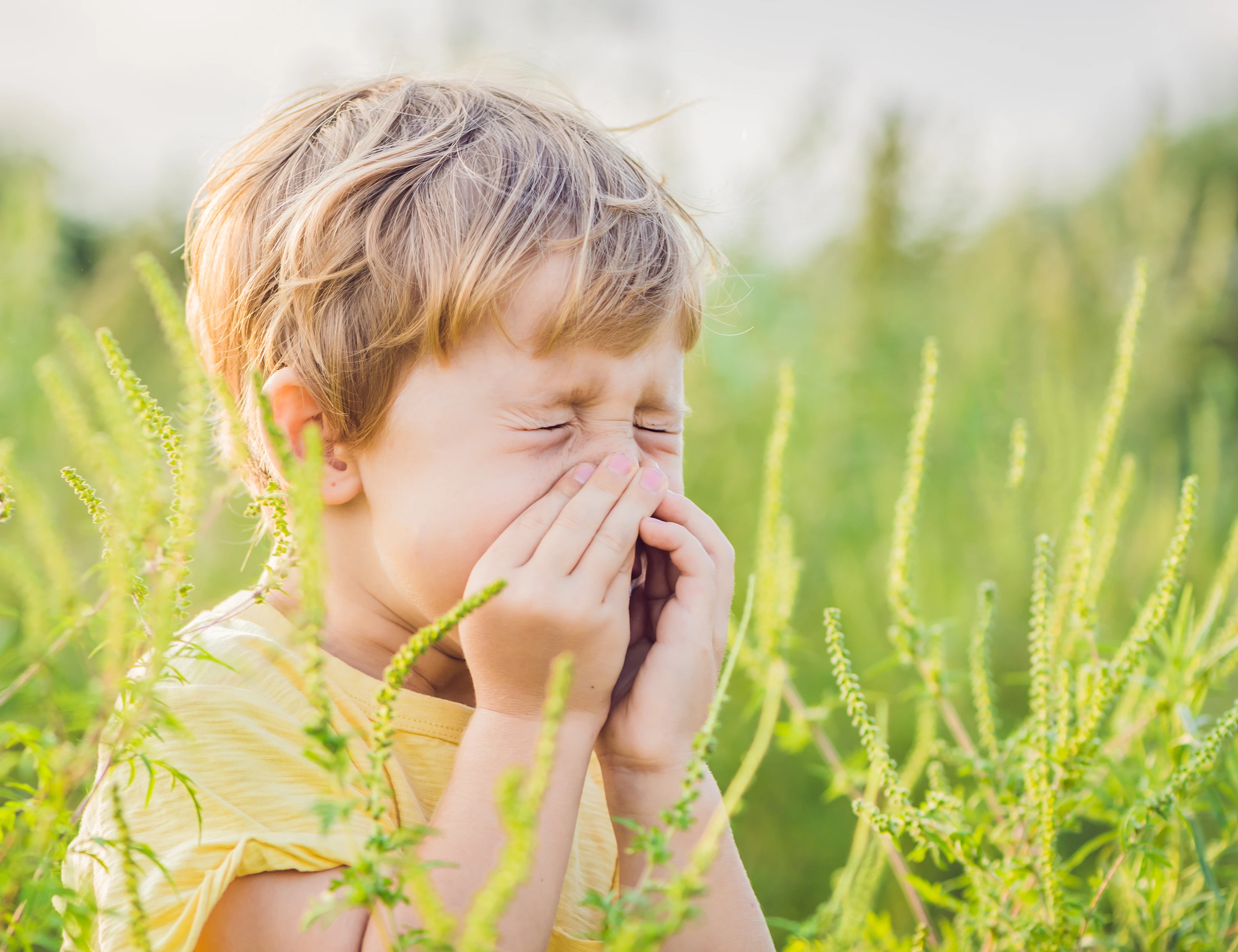 Boy sneezes because of an allergy to ragweed