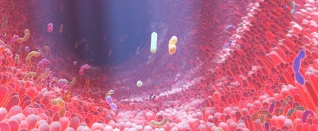 Immunsystem und Allergie
