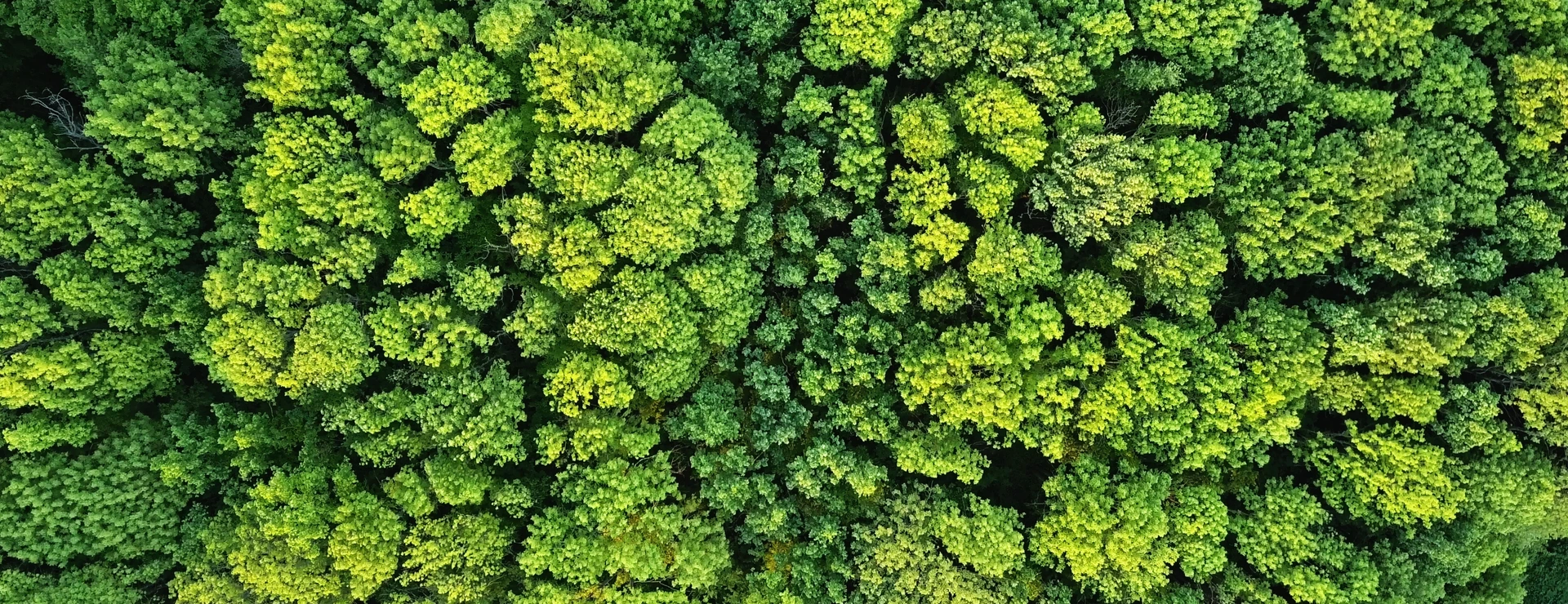 Aerial viev green forest on a spring day, natural background. Photo from the drone