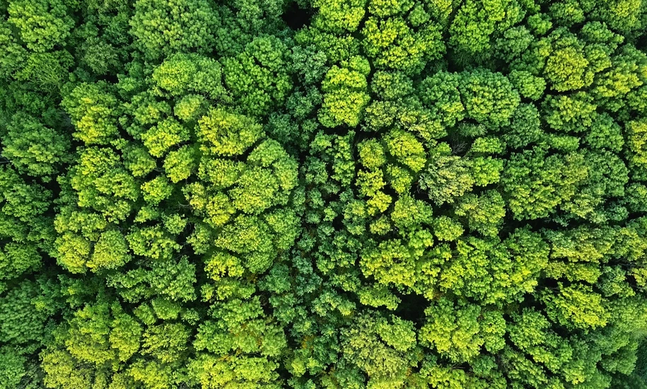Aerial viev green forest on a spring day, natural background. Photo from the drone