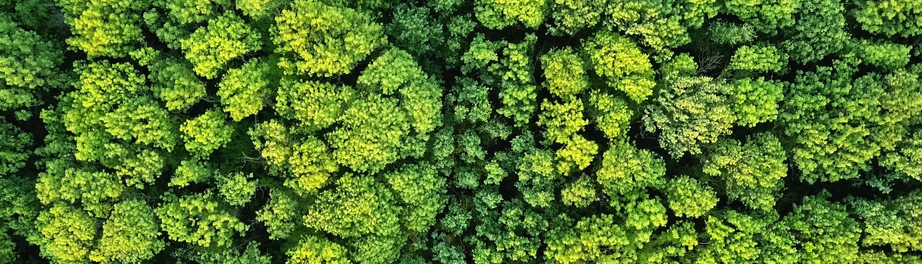 Aerial viev deciduous forest. Ecological environment concept. Natural background. Photo from the drone