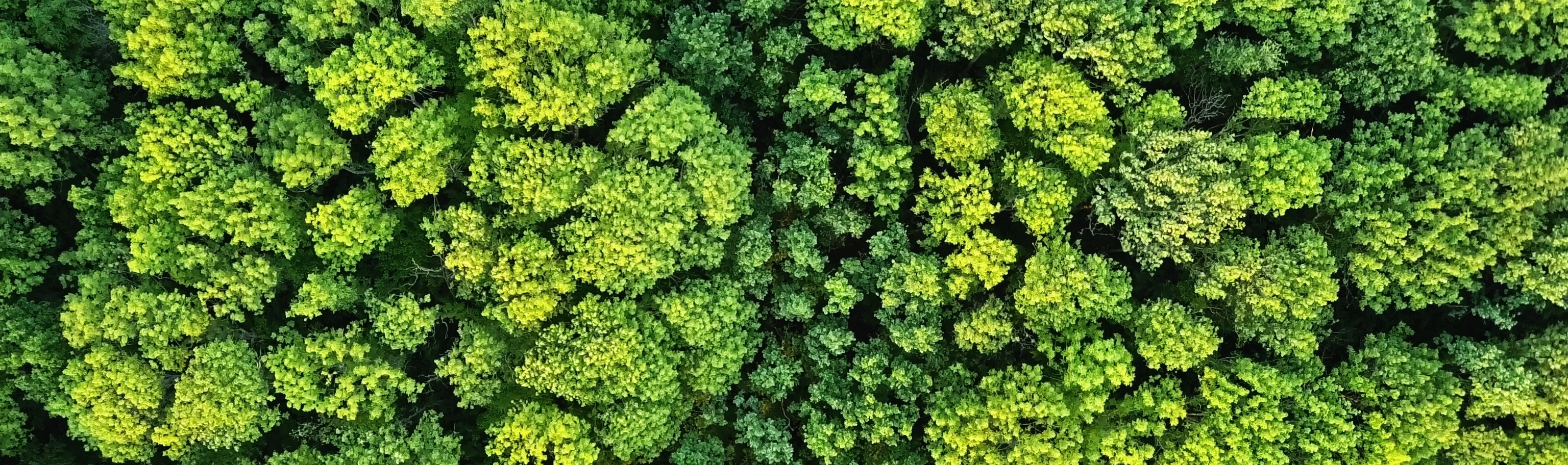 Aerial viev deciduous forest. Ecological environment concept. Natural background. Photo from the drone
