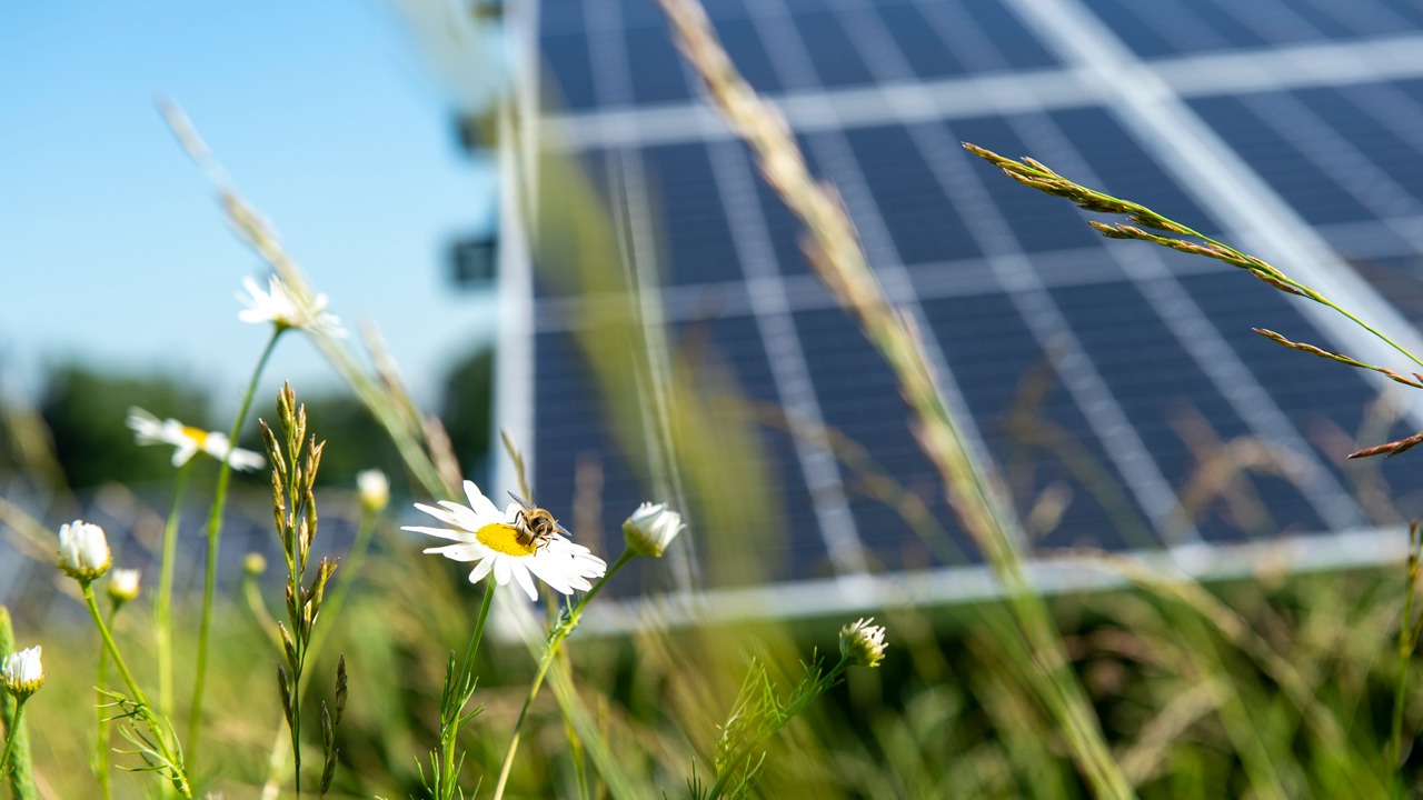 Solar park Amance