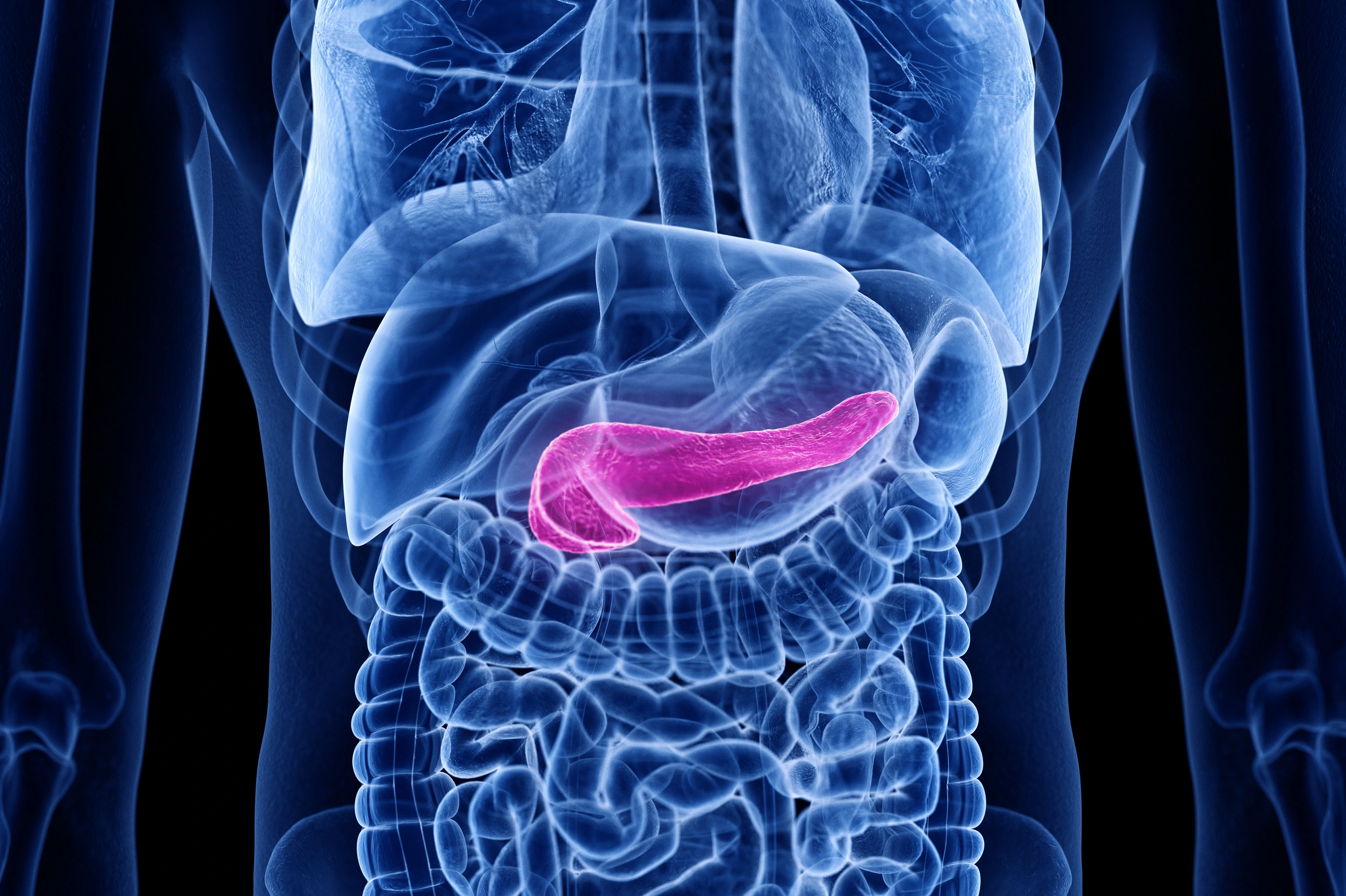 3d rendered medically accurate illustration of the pancreas