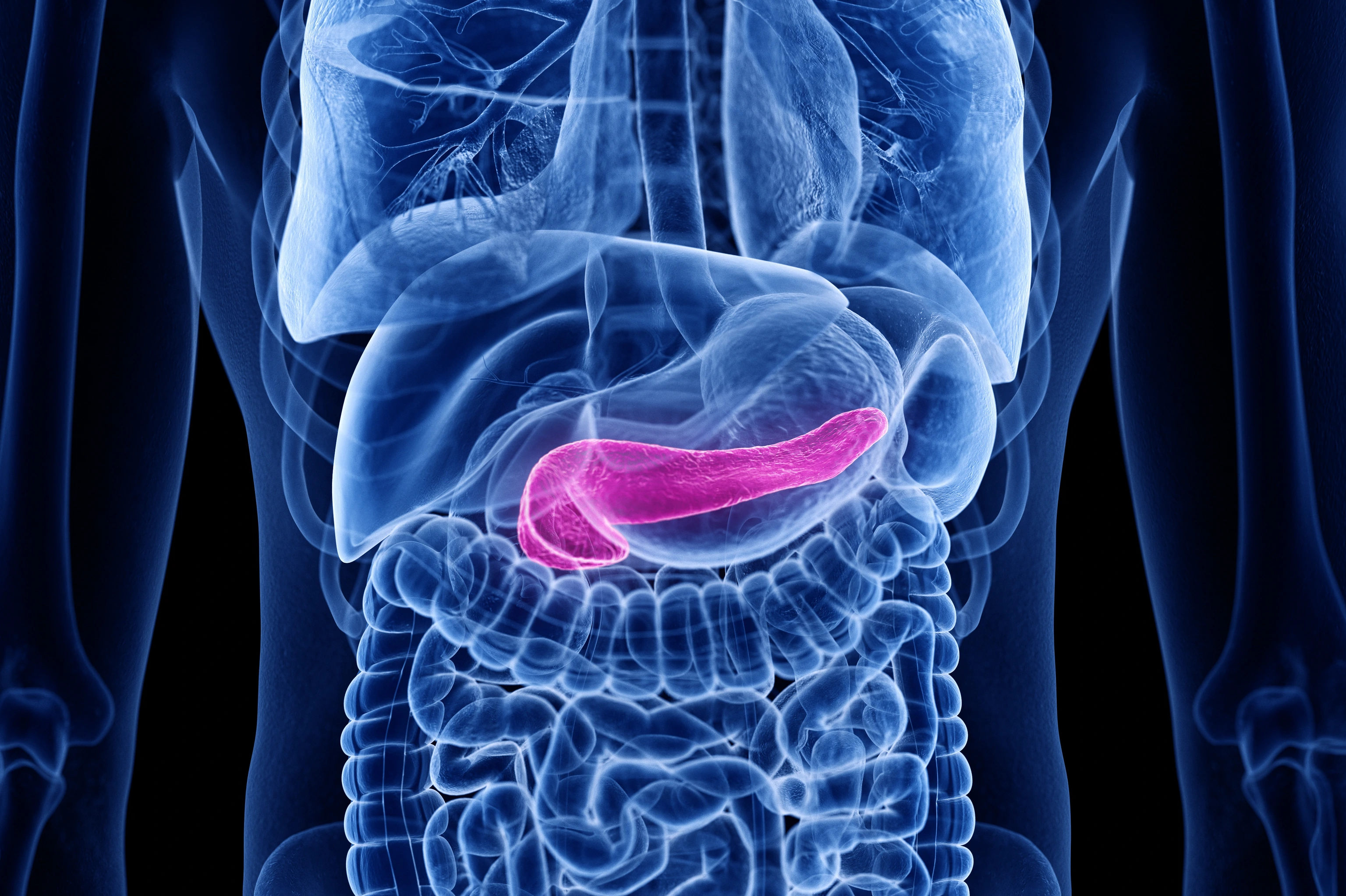 3d gerenderte, medizinisch korrekte Abbildung der Bauchspeicheldrüse