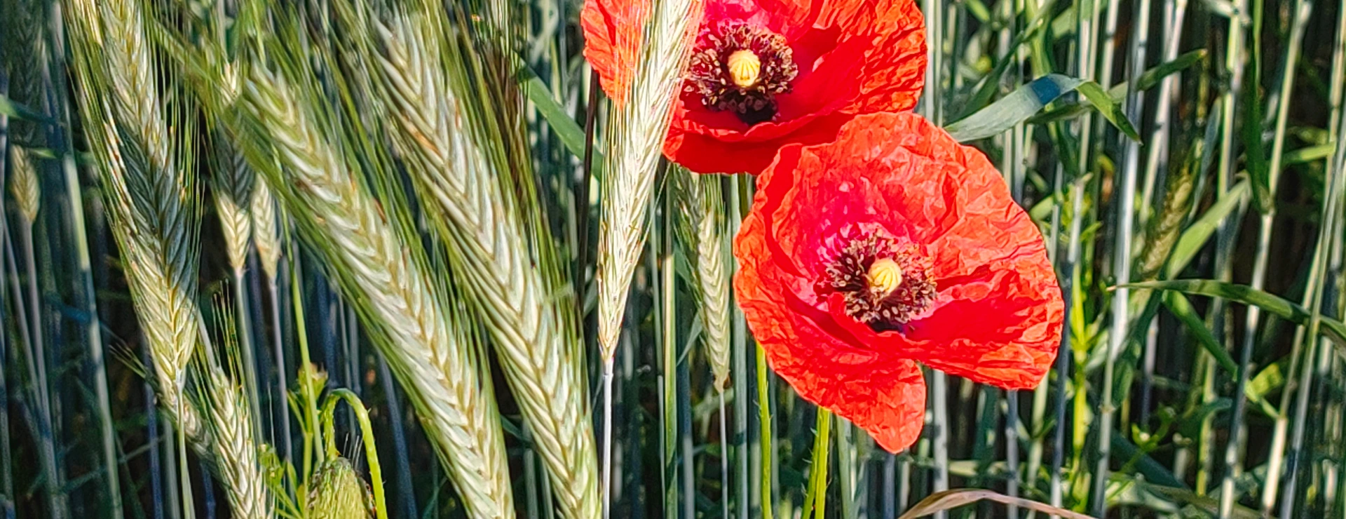 Blooming poppies in the barley field
