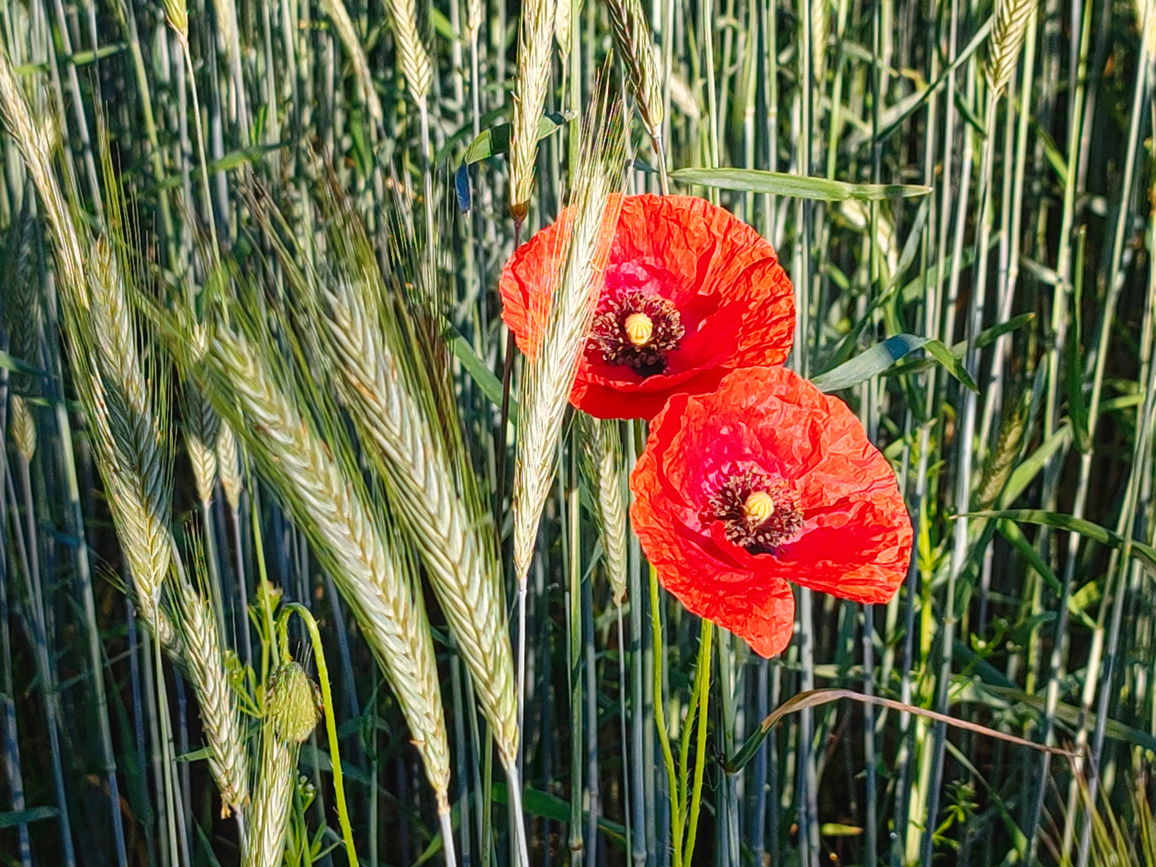 Blooming poppies in the barley field