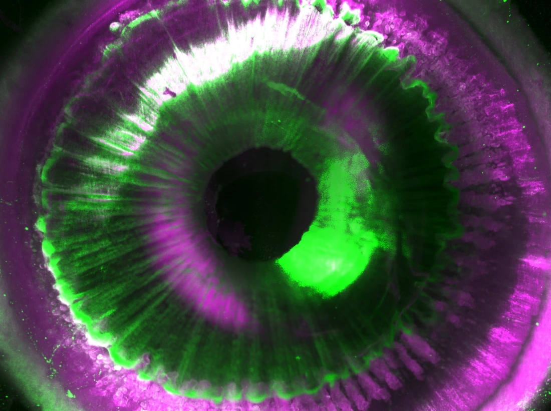 Cellular details of an intact human eye.