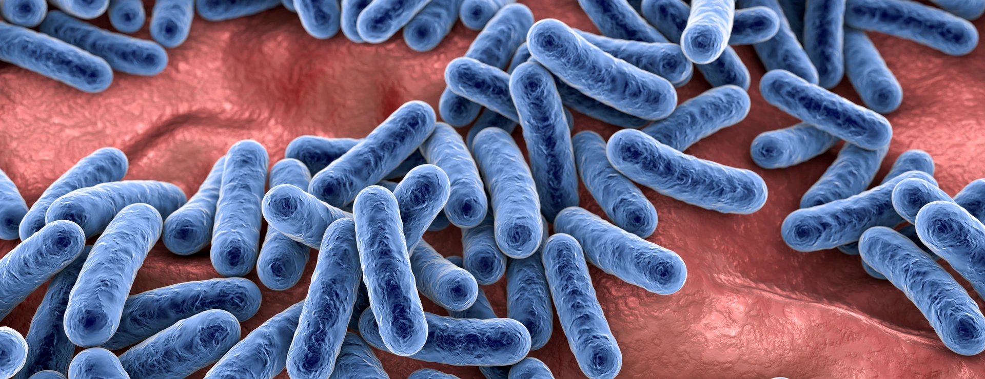 Bacteria, human microbiome
