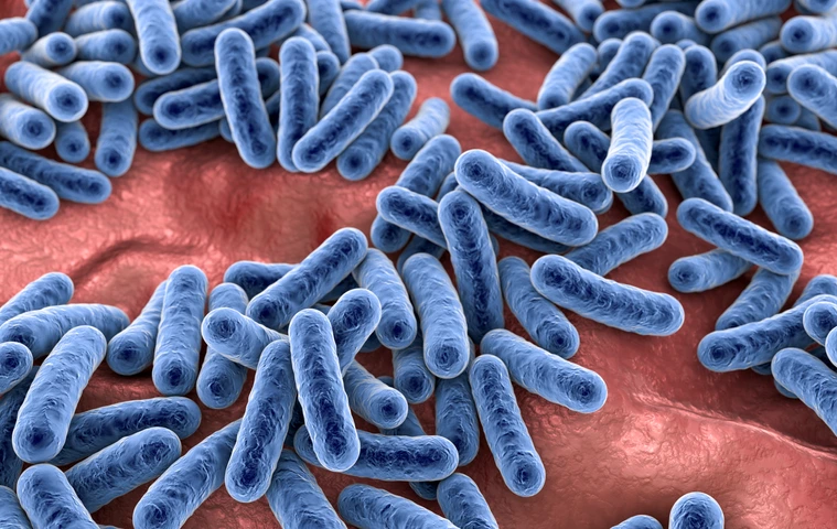 Bacteria, human microbiome