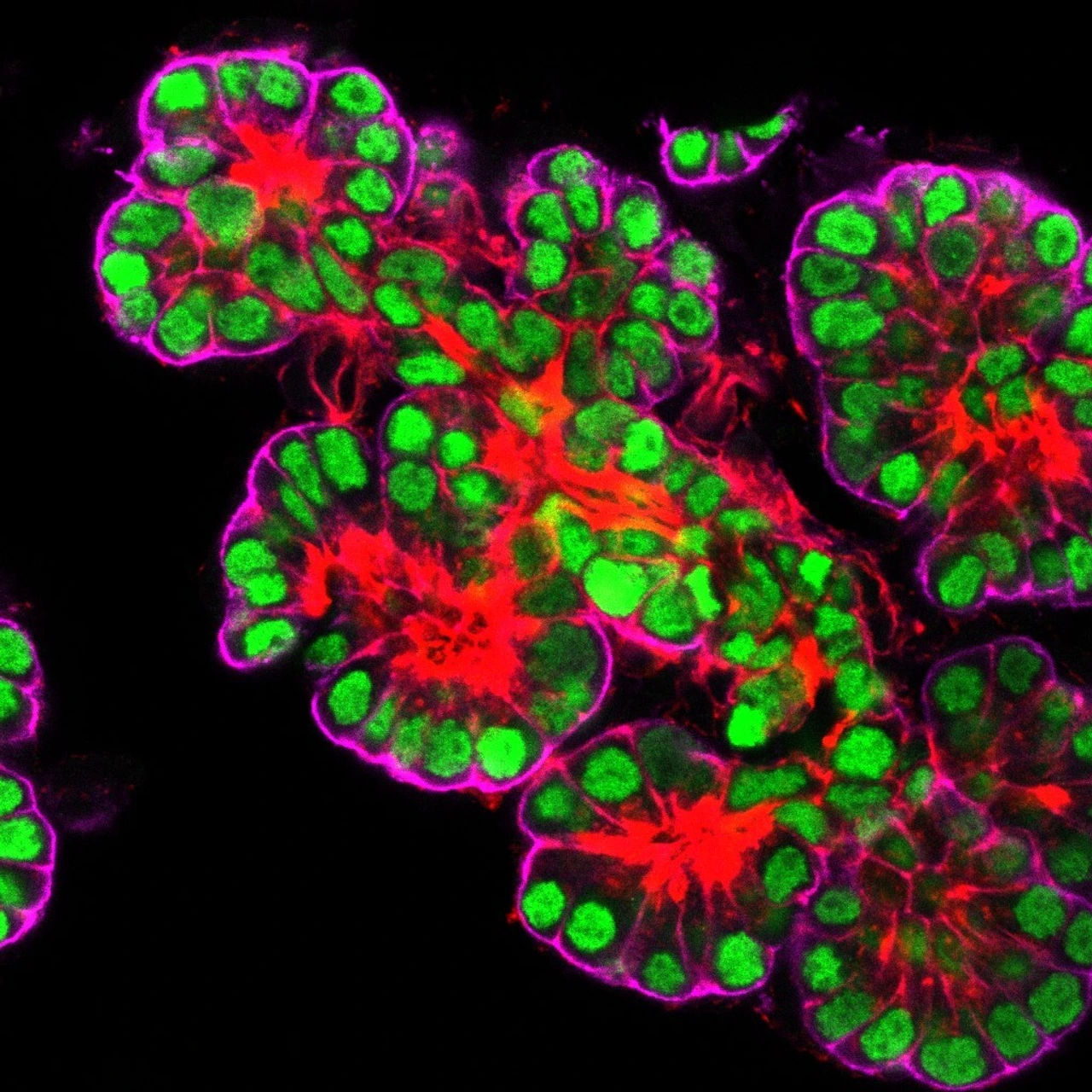 Embryonic pancreatic epithelium