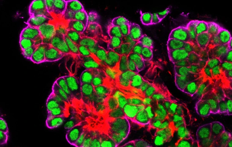 Embryonic pancreatic epithelium
