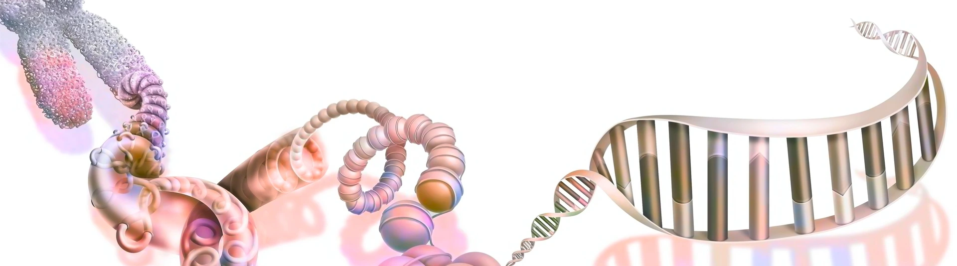 DNA compaction