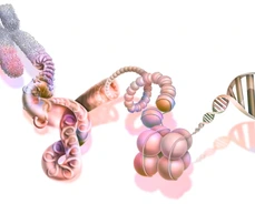 DNA compaction