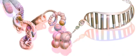 DNA compaction