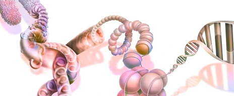 DNA compaction