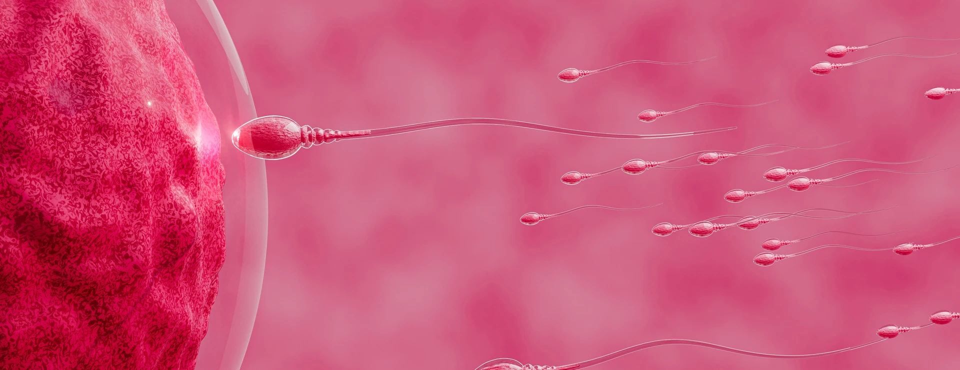 The sperm is directed towards the egg. To do human mating. A pre-fertilization model between an egg and a sperm. 3D Rendering