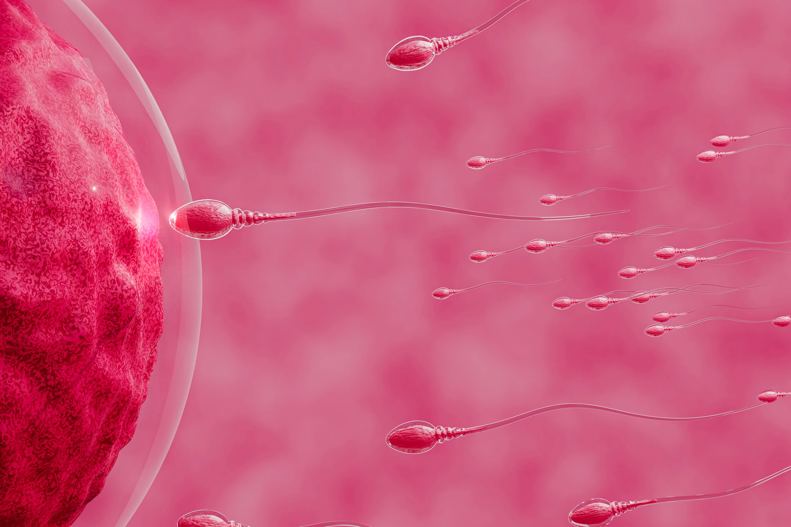 The sperm is directed towards the egg. To do human mating. A pre-fertilization model between an egg and a sperm. 3D Rendering