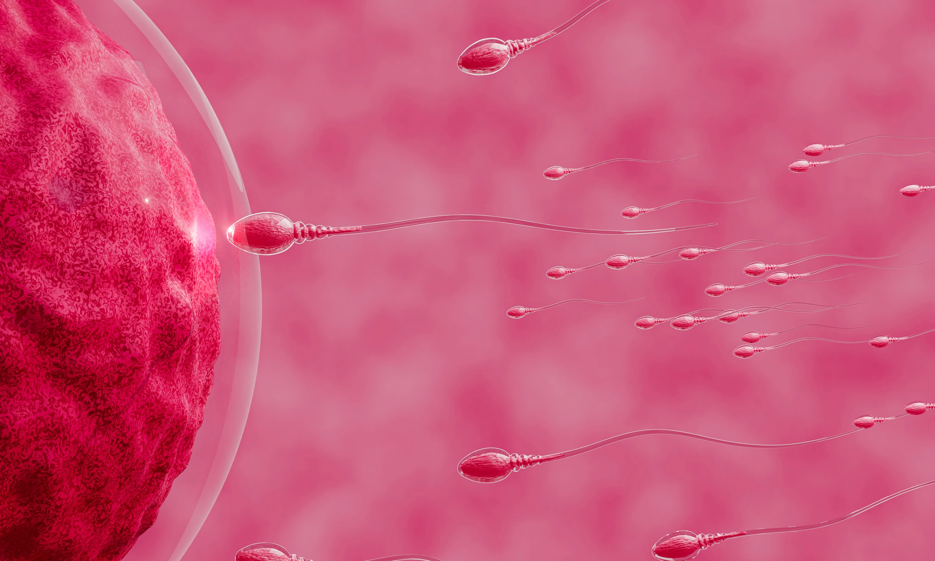 The sperm is directed towards the egg. To do human mating. A pre-fertilization model between an egg and a sperm. 3D Rendering