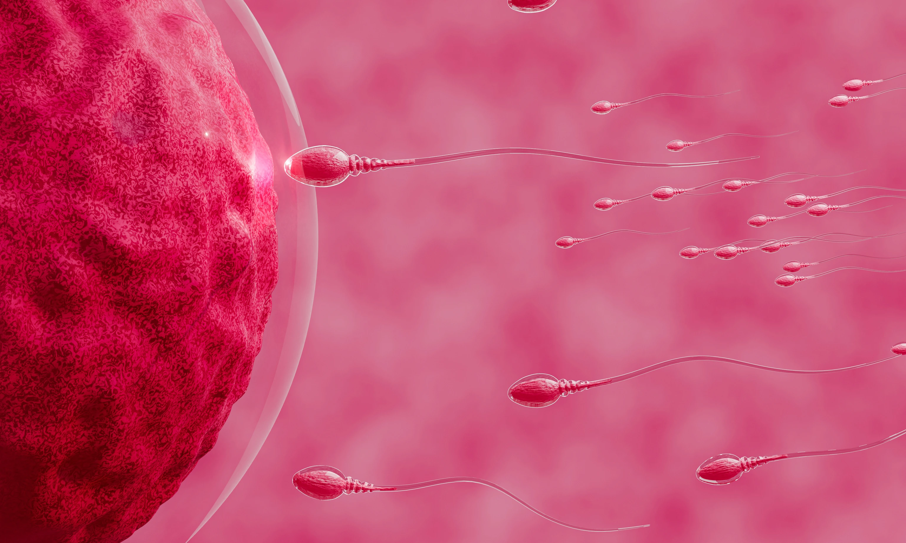 The sperm is directed towards the egg. To do human mating. A pre-fertilization model between an egg and a sperm. 3D Rendering