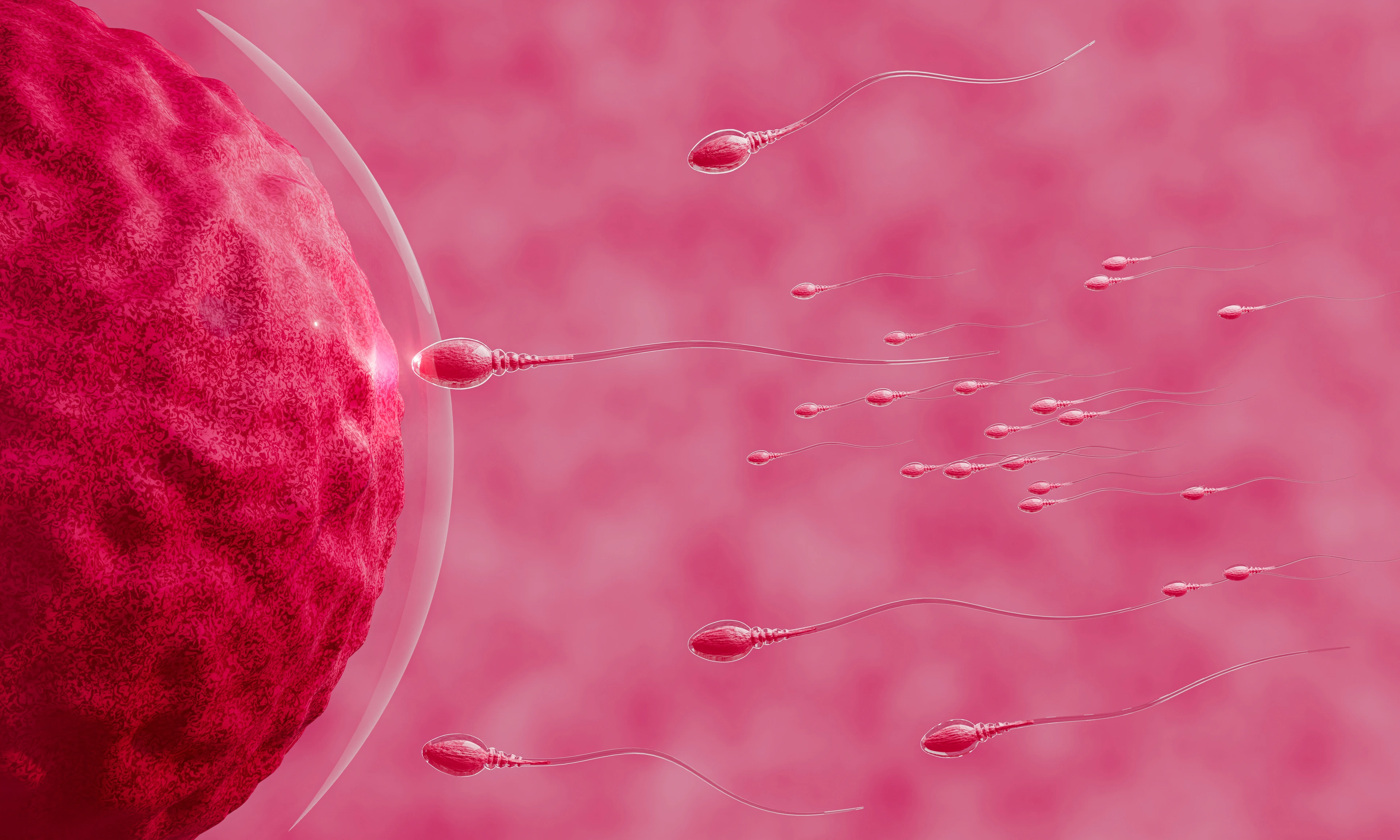 The sperm is directed towards the egg. To do human mating. A pre-fertilization model between an egg and a sperm. 3D Rendering