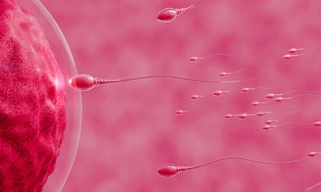 The sperm is directed towards the egg. To do human mating. A pre-fertilization model between an egg and a sperm. 3D Rendering