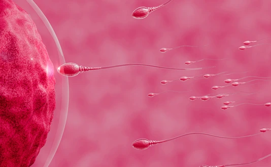 The sperm is directed towards the egg. To do human mating. A pre-fertilization model between an egg and a sperm. 3D Rendering