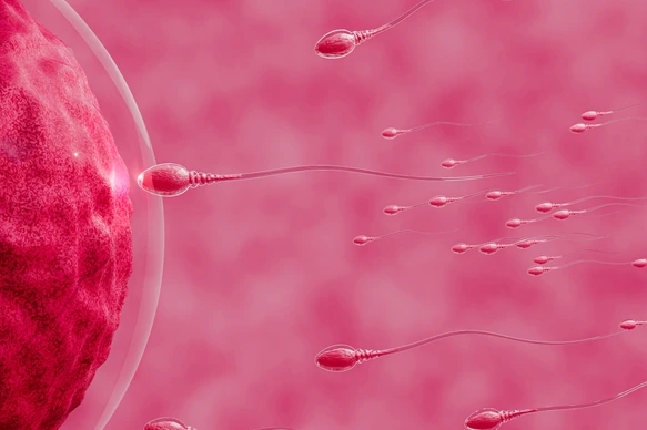 The sperm is directed towards the egg. To do human mating. A pre-fertilization model between an egg and a sperm. 3D Rendering
