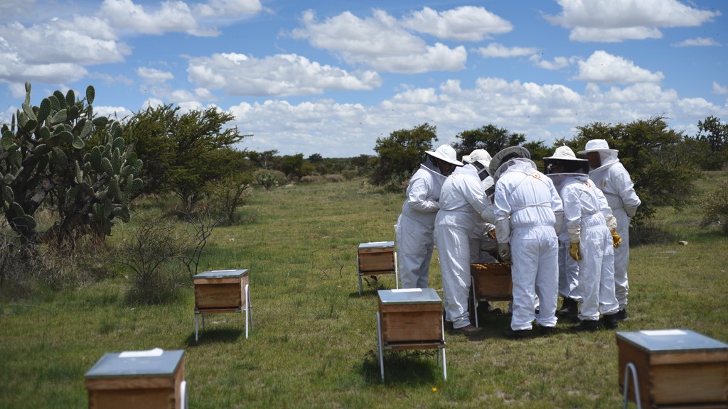 People around beehives