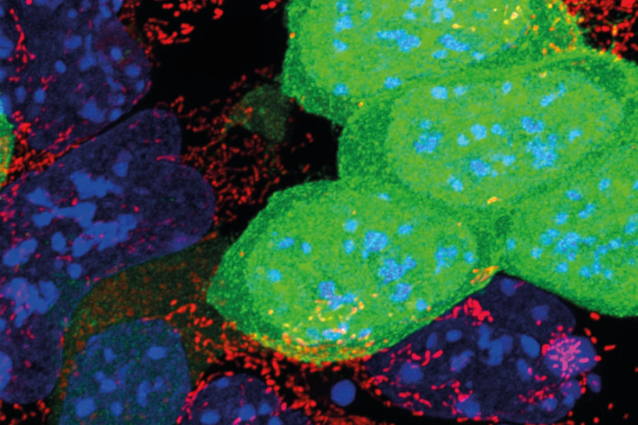 Defective mESCs (green) with poor mitochondria function are eliminated by mESCs with active mitochondria (red)