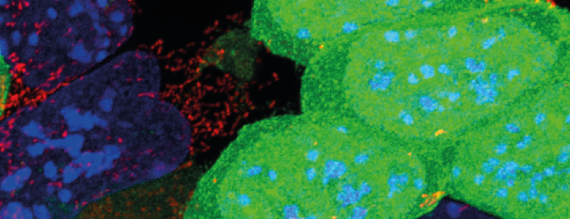 Defective mESCs (green) with poor mitochondria function are eliminated by mESCs with active mitochondria (red)