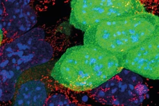 Defective mESCs (green) with poor mitochondria function are eliminated by mESCs with active mitochondria (red)