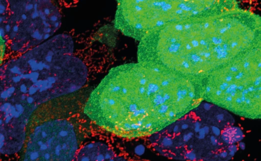 Defective mESCs (green) with poor mitochondria function are eliminated by mESCs with active mitochondria (red)