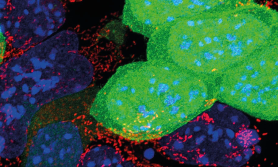 Defective mESCs (green) with poor mitochondria function are eliminated by mESCs with active mitochondria (red)