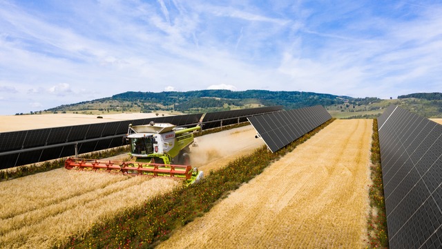 Harvester on AgriPV farm