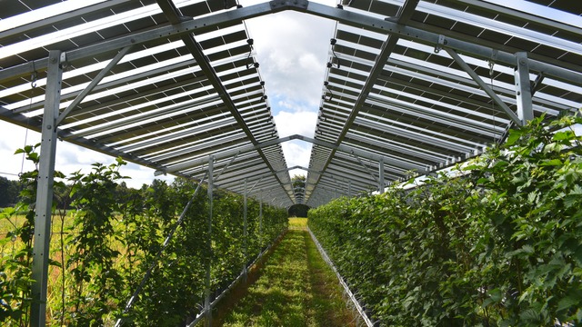 Construction du plus grand parc agrivoltaïque d’Europe