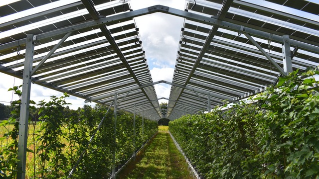 Agri-PV fruit farm