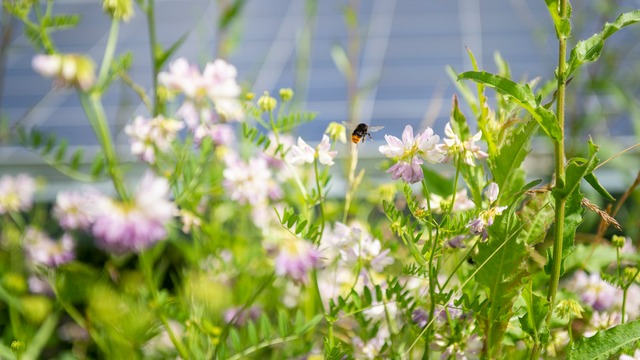 Le projet agrivoltaïque d'Orist se précise