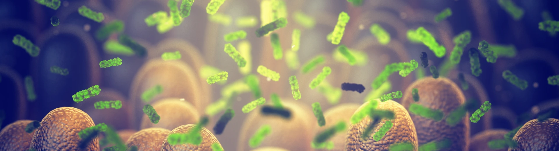 Intestinal bacteria