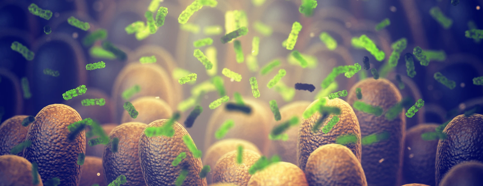 Intestinal bacteria