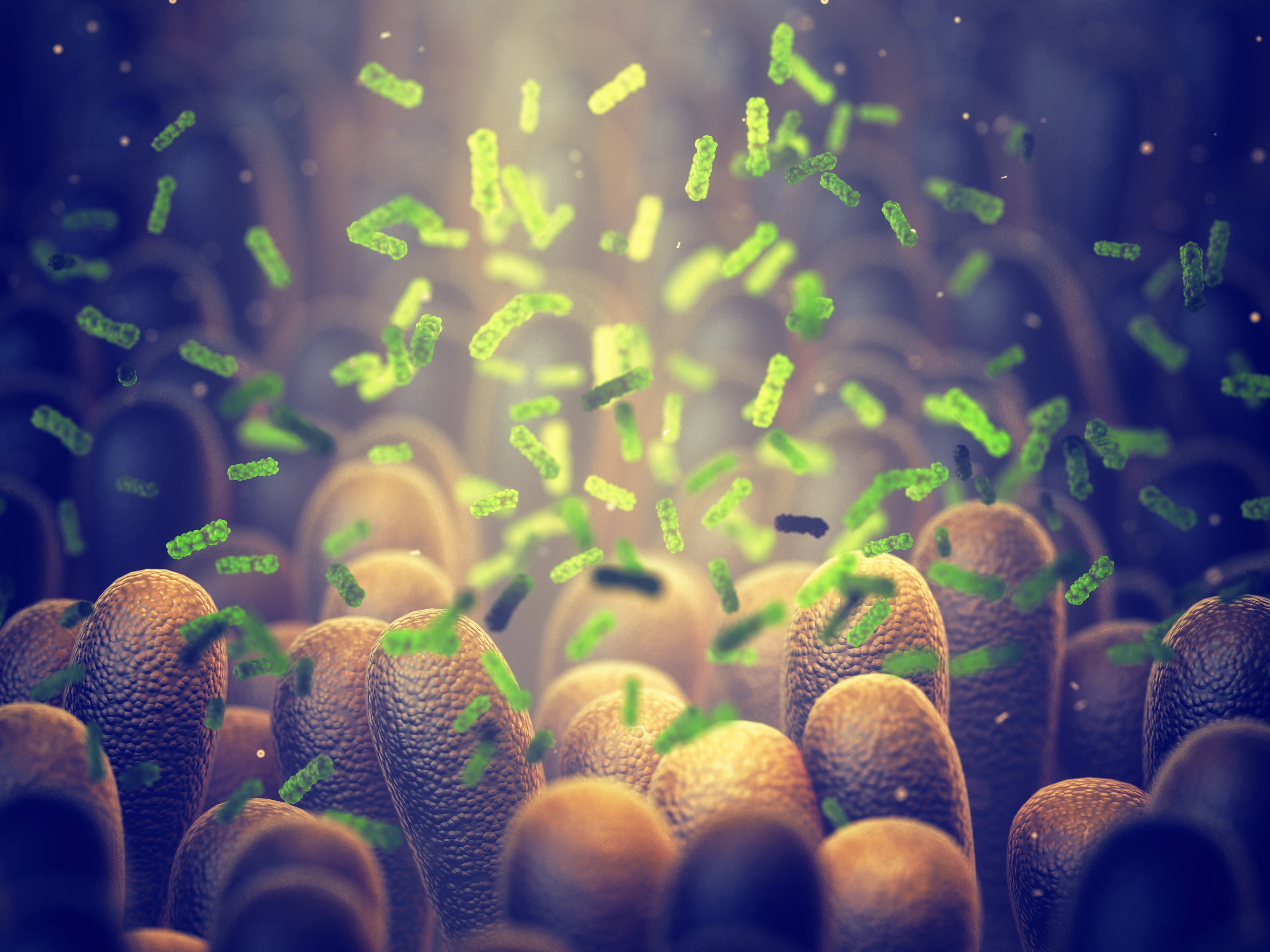 Intestinal bacteria