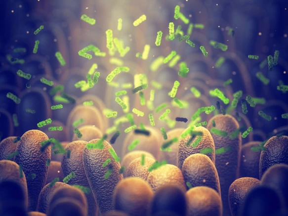 Intestinal bacteria