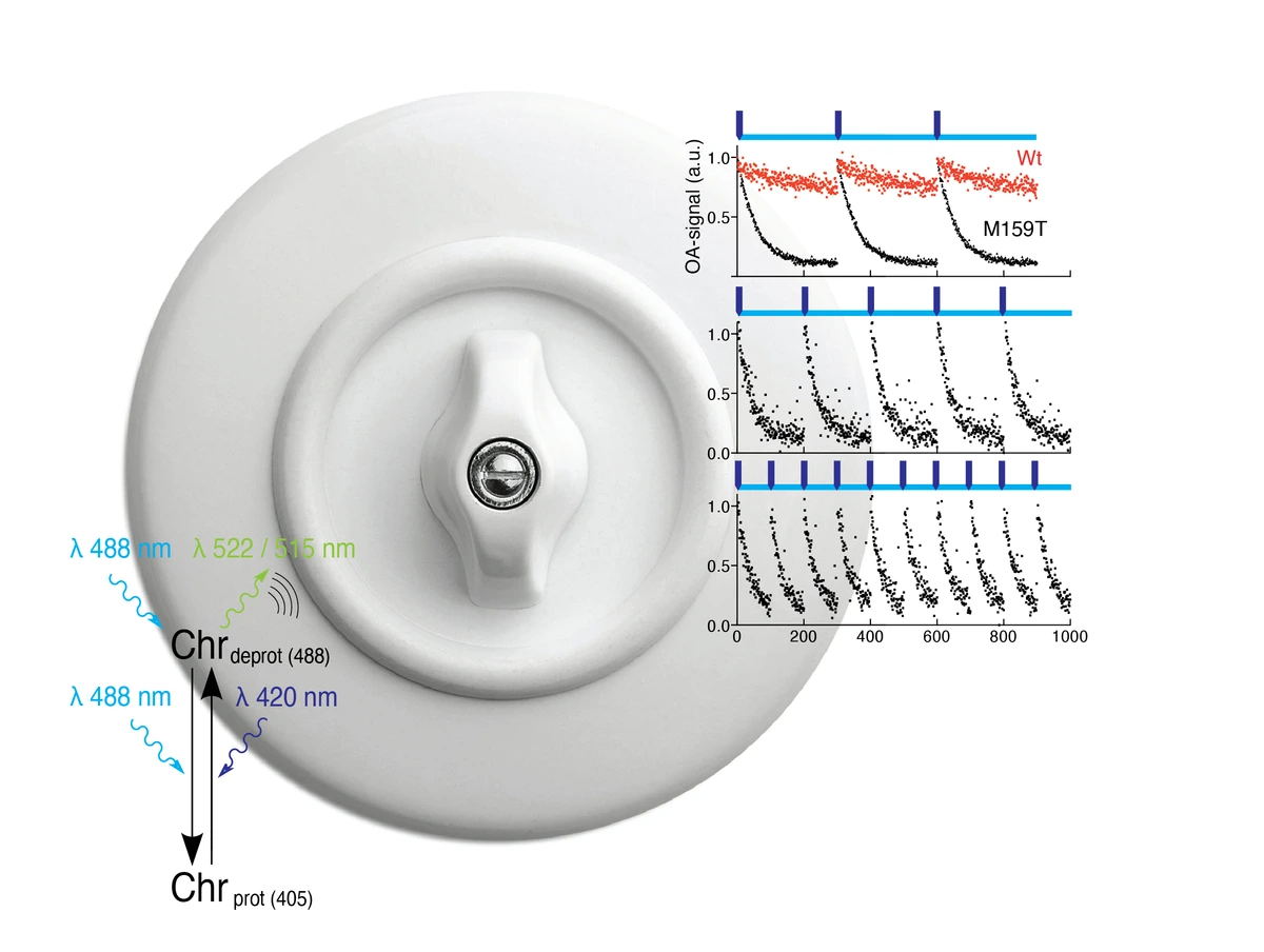 Temporally unmixed MSOT (tuMSOT)