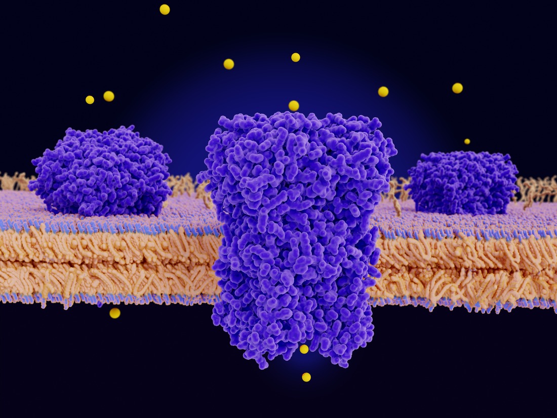 Chloride channels conducting chloride ions across a cell membrane
