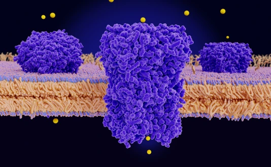 Chloride channels conducting chloride ions across a cell membrane