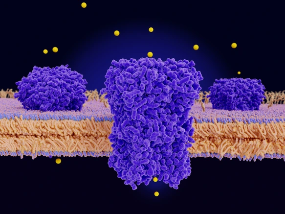 Chloride channels conducting chloride ions across a cell membrane