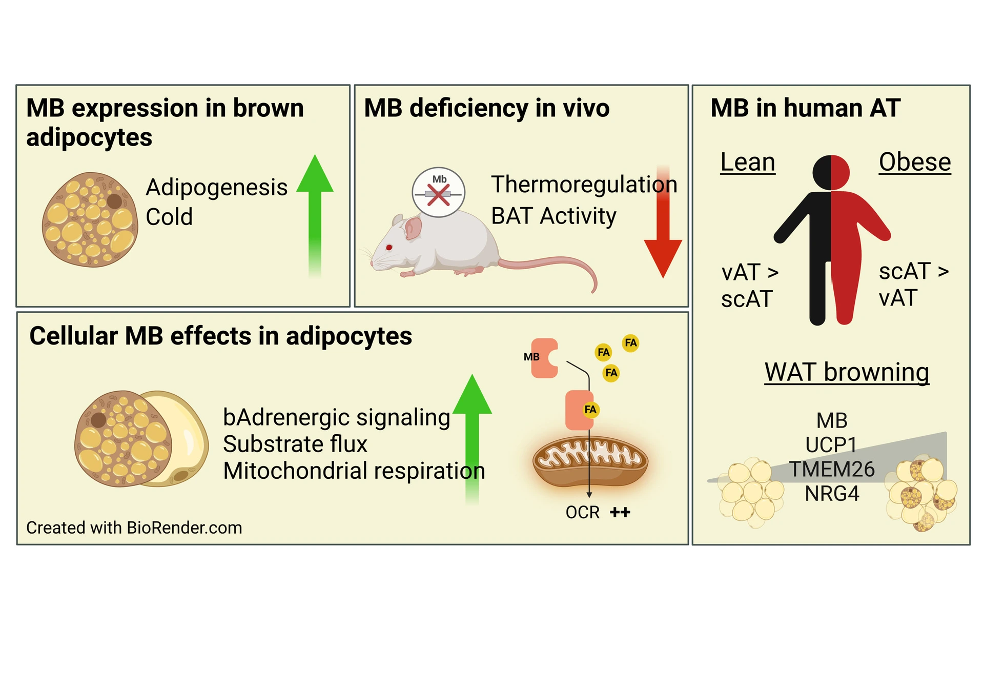 Darstellung von Myoglobin-Expression in braunen Adipocyten